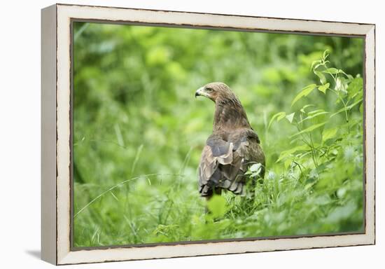 lesser spotted eagle, Clanga pomarina, close-up,-David & Micha Sheldon-Framed Premier Image Canvas