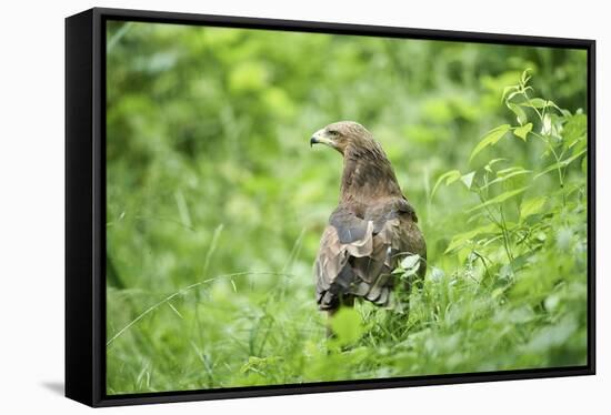 lesser spotted eagle, Clanga pomarina, close-up,-David & Micha Sheldon-Framed Stretched Canvas