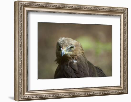 lesser spotted eagle, Clanga pomarina, close-up,-David & Micha Sheldon-Framed Photographic Print