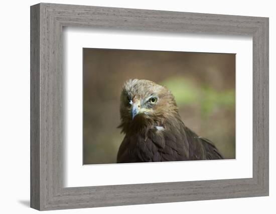 lesser spotted eagle, Clanga pomarina, close-up,-David & Micha Sheldon-Framed Photographic Print