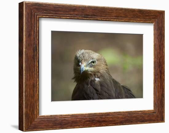 lesser spotted eagle, Clanga pomarina, close-up,-David & Micha Sheldon-Framed Photographic Print