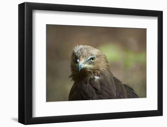 lesser spotted eagle, Clanga pomarina, close-up,-David & Micha Sheldon-Framed Photographic Print