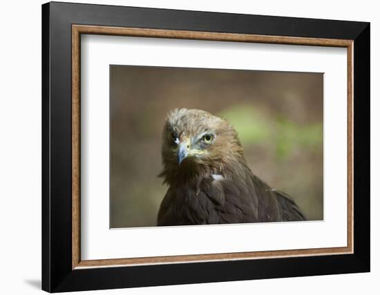 lesser spotted eagle, Clanga pomarina, close-up,-David & Micha Sheldon-Framed Photographic Print