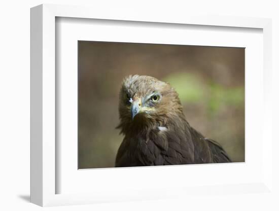 lesser spotted eagle, Clanga pomarina, close-up,-David & Micha Sheldon-Framed Photographic Print