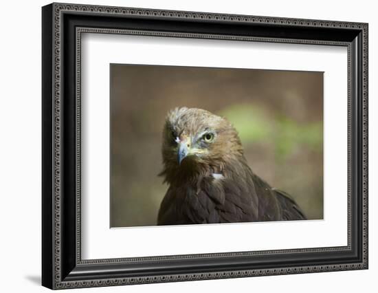 lesser spotted eagle, Clanga pomarina, close-up,-David & Micha Sheldon-Framed Photographic Print