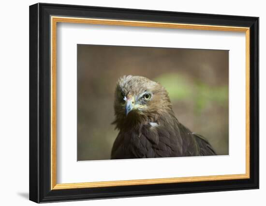 lesser spotted eagle, Clanga pomarina, close-up,-David & Micha Sheldon-Framed Photographic Print