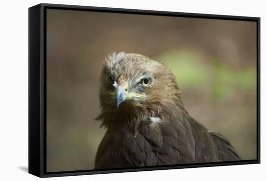 lesser spotted eagle, Clanga pomarina, close-up,-David & Micha Sheldon-Framed Stretched Canvas