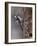 Lesser spotted woodpecker (Dendrocopos minor), male at nest hole, Finland, June-Jussi Murtosaari-Framed Photographic Print