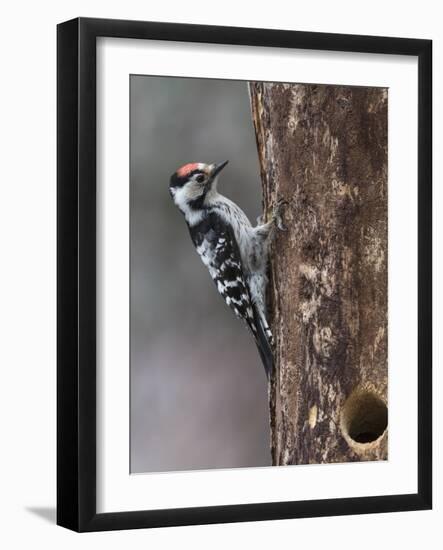 Lesser spotted woodpecker (Dendrocopos minor), male at nest hole, Finland, June-Jussi Murtosaari-Framed Photographic Print