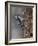 Lesser spotted woodpecker (Dendrocopos minor), male at nest hole, Finland, June-Jussi Murtosaari-Framed Photographic Print