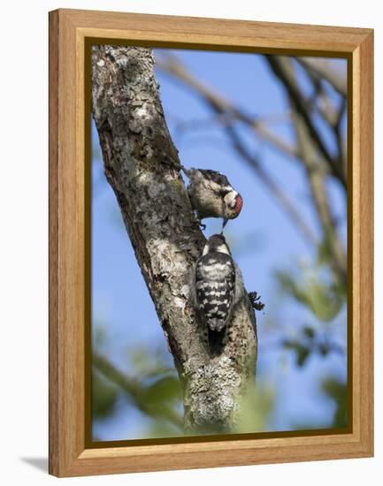 Lesser spotted woodpecker (Dryobates minor) male feeding chick,  Bavaria, Germany, June-Konrad Wothe-Framed Premier Image Canvas