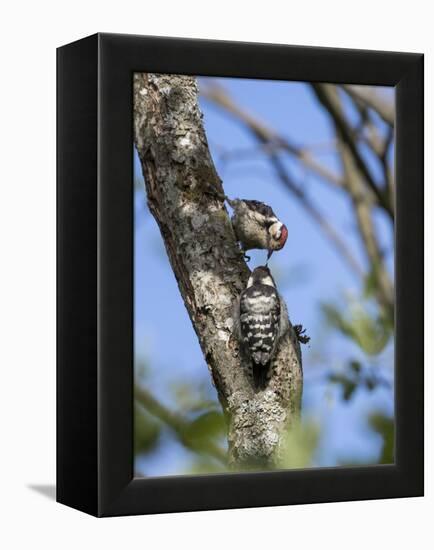 Lesser spotted woodpecker (Dryobates minor) male feeding chick,  Bavaria, Germany, June-Konrad Wothe-Framed Premier Image Canvas