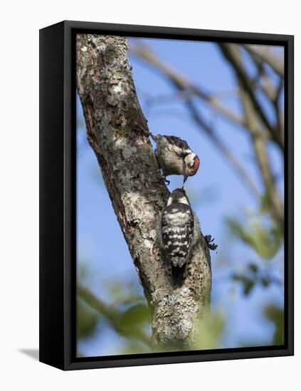 Lesser spotted woodpecker (Dryobates minor) male feeding chick,  Bavaria, Germany, June-Konrad Wothe-Framed Premier Image Canvas