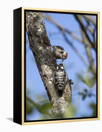 Lesser spotted woodpecker (Dryobates minor) male feeding chick,  Bavaria, Germany, June-Konrad Wothe-Framed Premier Image Canvas