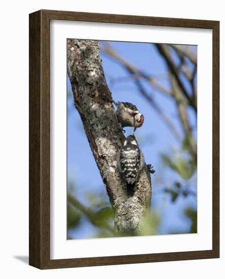 Lesser spotted woodpecker (Dryobates minor) male feeding chick,  Bavaria, Germany, June-Konrad Wothe-Framed Photographic Print