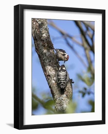 Lesser spotted woodpecker (Dryobates minor) male feeding chick,  Bavaria, Germany, June-Konrad Wothe-Framed Photographic Print