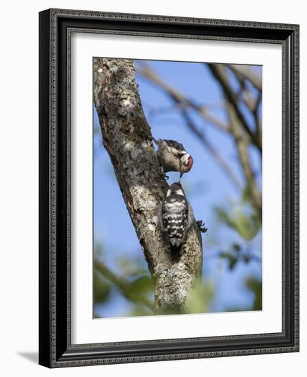 Lesser spotted woodpecker (Dryobates minor) male feeding chick,  Bavaria, Germany, June-Konrad Wothe-Framed Photographic Print