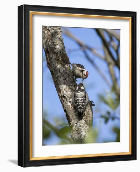 Lesser spotted woodpecker (Dryobates minor) male feeding chick,  Bavaria, Germany, June-Konrad Wothe-Framed Photographic Print