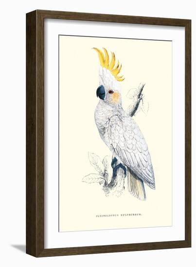 Lesser Sulpher-Crested Cockatoo - Cocatua Sulphurea-Edward Lear-Framed Art Print