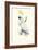 Lesser Sulpher-Crested Cockatoo - Cocatua Sulphurea-Edward Lear-Framed Art Print