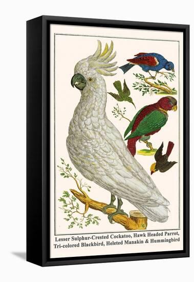 Lesser Sulphur-Crested Cockatoo, Hawk Headed Parrot, Tri-Colored Blackbird, Heleted Manakin, etc.-Albertus Seba-Framed Stretched Canvas