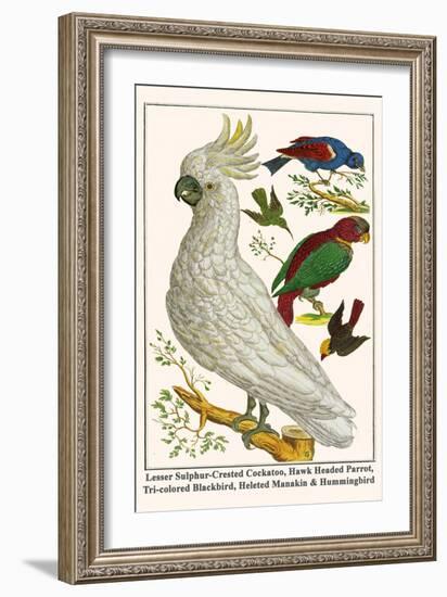 Lesser Sulphur-Crested Cockatoo, Hawk Headed Parrot, Tri-Colored Blackbird, Heleted Manakin, etc.-Albertus Seba-Framed Art Print