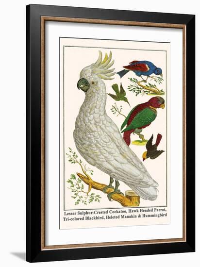 Lesser Sulphur-Crested Cockatoo, Hawk Headed Parrot, Tri-Colored Blackbird, Heleted Manakin, etc.-Albertus Seba-Framed Art Print