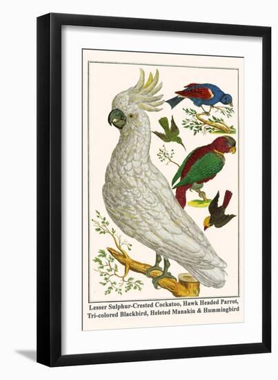 Lesser Sulphur-Crested Cockatoo, Hawk Headed Parrot, Tri-Colored Blackbird, Heleted Manakin, etc.-Albertus Seba-Framed Art Print