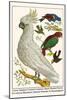 Lesser Sulphur-Crested Cockatoo, Hawk Headed Parrot, Tri-Colored Blackbird, Heleted Manakin, etc.-Albertus Seba-Mounted Art Print