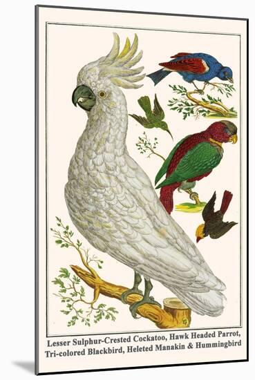 Lesser Sulphur-Crested Cockatoo, Hawk Headed Parrot, Tri-Colored Blackbird, Heleted Manakin, etc.-Albertus Seba-Mounted Art Print