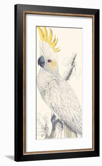 Lesser Sulphur-Crested Cockatoo-Edward Lear-Framed Premium Giclee Print