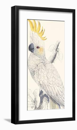 Lesser Sulphur-Crested Cockatoo-Edward Lear-Framed Premium Giclee Print