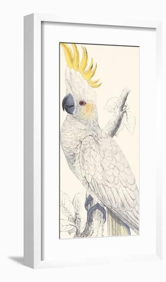 Lesser Sulphur-Crested Cockatoo-Edward Lear-Framed Premium Giclee Print