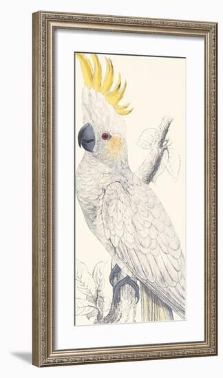 Lesser Sulphur-Crested Cockatoo-Edward Lear-Framed Giclee Print