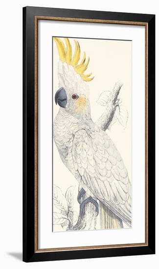 Lesser Sulphur-Crested Cockatoo-Edward Lear-Framed Giclee Print