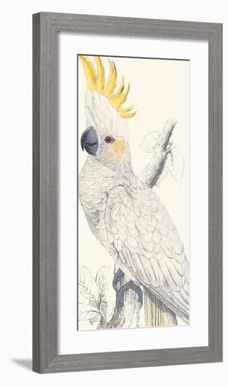 Lesser Sulphur-Crested Cockatoo-Edward Lear-Framed Giclee Print