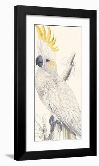 Lesser Sulphur-Crested Cockatoo-Edward Lear-Framed Giclee Print