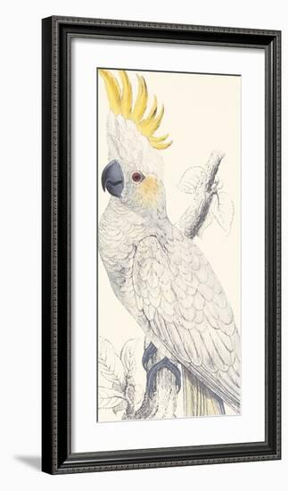 Lesser Sulphur-Crested Cockatoo-Edward Lear-Framed Giclee Print