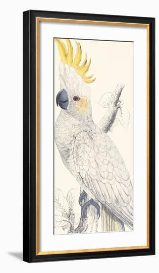 Lesser Sulphur-Crested Cockatoo-Edward Lear-Framed Giclee Print