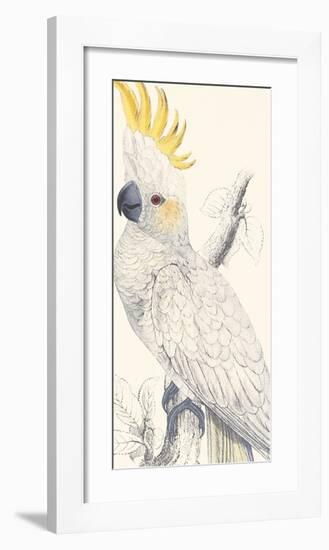 Lesser Sulphur-Crested Cockatoo-Edward Lear-Framed Giclee Print