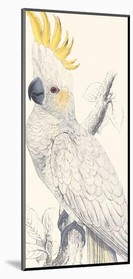 Lesser Sulphur-Crested Cockatoo-Edward Lear-Mounted Giclee Print