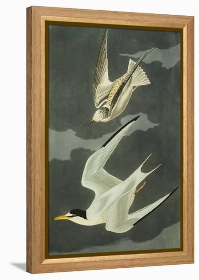 Lesser Tern. Little Tern (Sterna Albifrons), from 'The Birds of America'-John James Audubon-Framed Premier Image Canvas