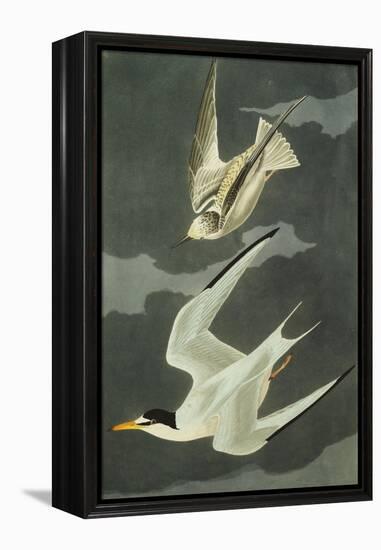 Lesser Tern. Little Tern (Sterna Albifrons), from 'The Birds of America'-John James Audubon-Framed Premier Image Canvas