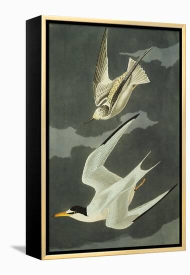 Lesser Tern. Little Tern (Sterna Albifrons), from 'The Birds of America'-John James Audubon-Framed Premier Image Canvas