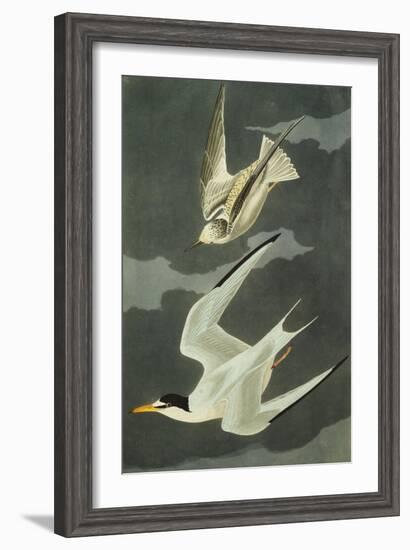 Lesser Tern. Little Tern (Sterna Albifrons), from 'The Birds of America'-John James Audubon-Framed Giclee Print