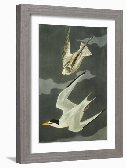 Lesser Tern. Little Tern (Sterna Albifrons), from 'The Birds of America'-John James Audubon-Framed Giclee Print