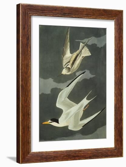 Lesser Tern. Little Tern (Sterna Albifrons), from 'The Birds of America'-John James Audubon-Framed Giclee Print