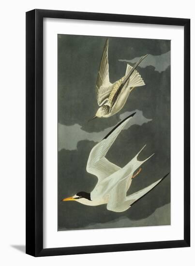 Lesser Tern. Little Tern (Sterna Albifrons), from 'The Birds of America'-John James Audubon-Framed Giclee Print