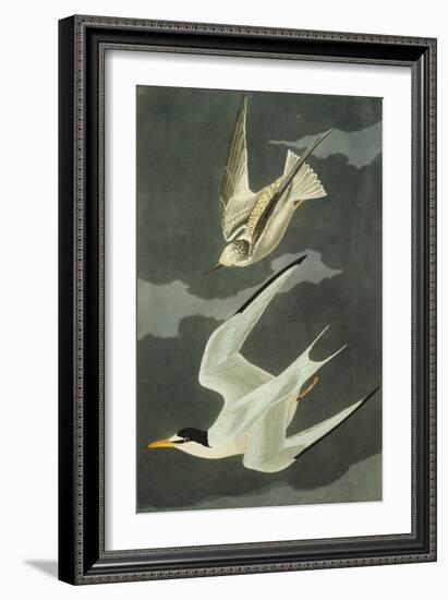 Lesser Tern. Little Tern (Sterna Albifrons), from 'The Birds of America'-John James Audubon-Framed Giclee Print