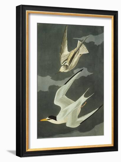 Lesser Tern. Little Tern (Sterna Albifrons), from 'The Birds of America'-John James Audubon-Framed Giclee Print